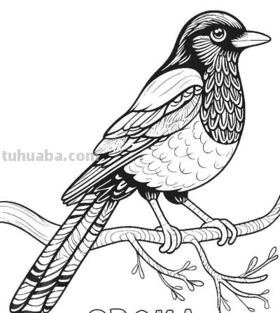 34种鸟类手绘线稿图，临摹学画 - 图画吧TUHUABA