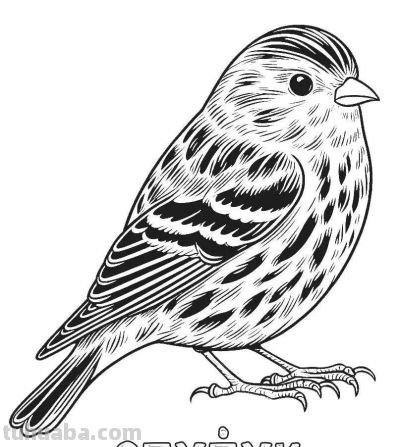 34种鸟类手绘线稿图，临摹学画 - 图画吧TUHUABA