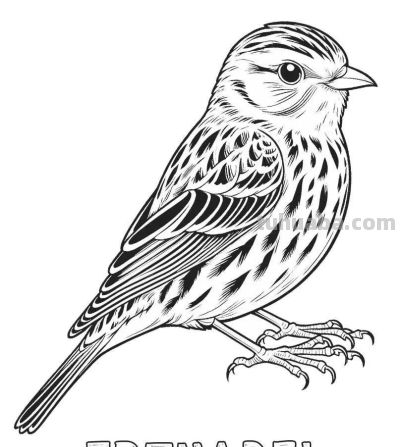 34种鸟类手绘线稿图，临摹学画 - 图画吧TUHUABA