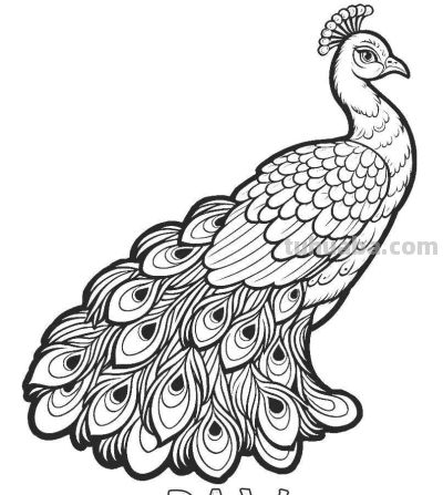 34种鸟类手绘线稿图，临摹学画 - 图画吧TUHUABA