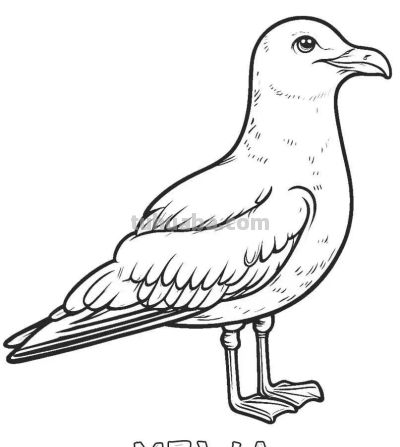 34种鸟类手绘线稿图，临摹学画 - 图画吧TUHUABA