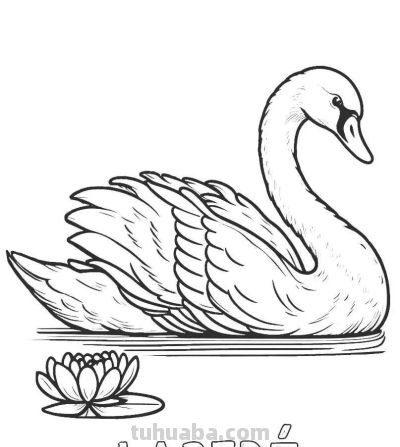 34种鸟类手绘线稿图，临摹学画 - 图画吧TUHUABA