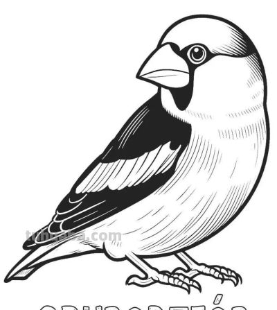 34种鸟类手绘线稿图，临摹学画 - 图画吧TUHUABA