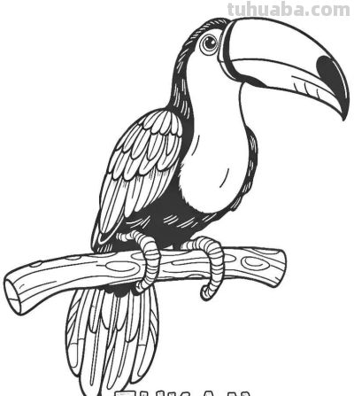 34种鸟类手绘线稿图，临摹学画 - 图画吧TUHUABA