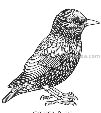 34种鸟类手绘线稿图，临摹学画 - 图画吧TUHUABA