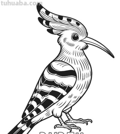 34种鸟类手绘线稿图，临摹学画 - 图画吧TUHUABA