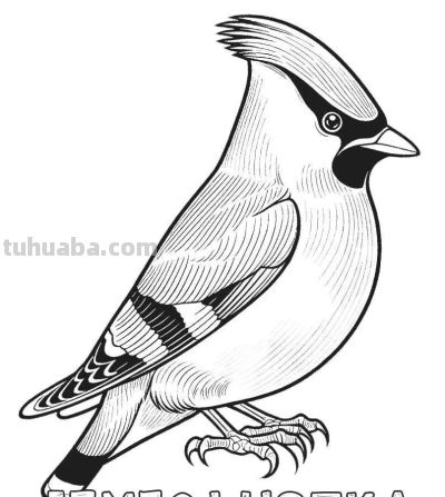 34种鸟类手绘线稿图，临摹学画 - 图画吧TUHUABA