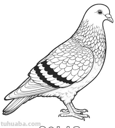 34种鸟类手绘线稿图，临摹学画 - 图画吧TUHUABA