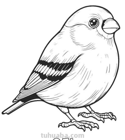 34种鸟类手绘线稿图，临摹学画 - 图画吧TUHUABA