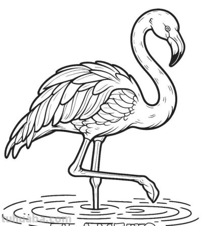 34种鸟类手绘线稿图，临摹学画 - 图画吧TUHUABA