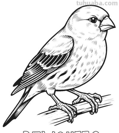 34种鸟类手绘线稿图，临摹学画 - 图画吧TUHUABA