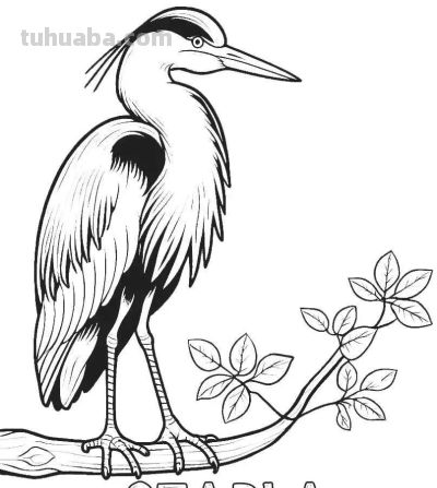 34种鸟类手绘线稿图，临摹学画 - 图画吧TUHUABA