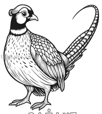 34种鸟类手绘线稿图，临摹学画 - 图画吧TUHUABA