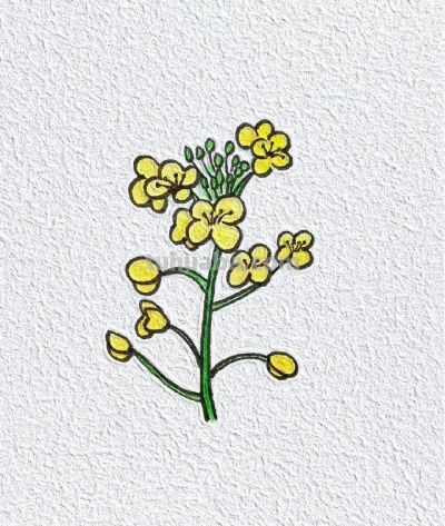 简笔画花草 喜欢画画的一定要收藏 - 今日头条 简笔画花草 喜欢画画的一定要收藏 - 图画吧TUHUABA