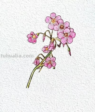 简笔画花草 喜欢画画的一定要收藏 - 今日头条 简笔画花草 喜欢画画的一定要收藏 - 图画吧TUHUABA