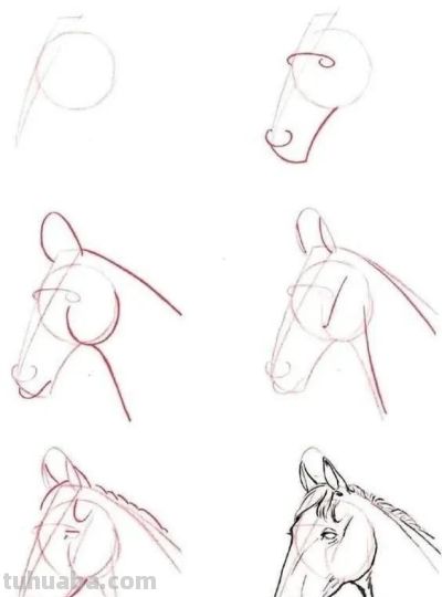 17种动物简笔画教程，一画就会！ - 图画吧TUHUABA