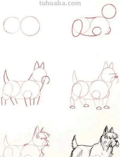 17种动物简笔画教程，一画就会！ - 图画吧TUHUABA