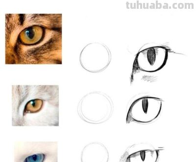 史上最全画猫大法，细枝末节都教清楚 - 图画吧TUHUABA