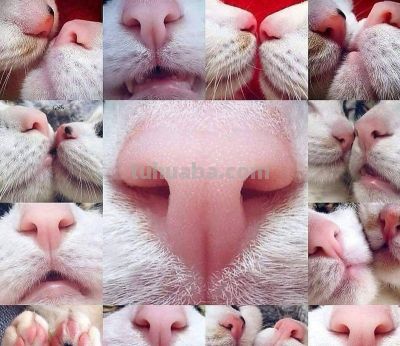 史上最全画猫大法，细枝末节都教清楚 - 图画吧TUHUABA