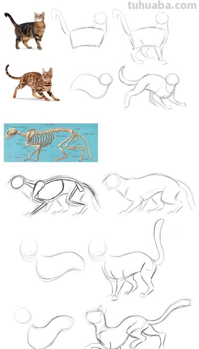 史上最全画猫大法，细枝末节都教清楚 - 图画吧TUHUABA