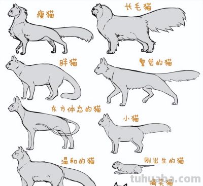史上最全画猫大法，细枝末节都教清楚 - 图画吧TUHUABA