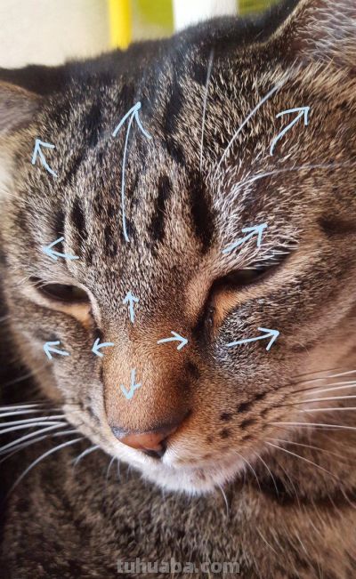 史上最全画猫大法，细枝末节都教清楚 - 图画吧TUHUABA