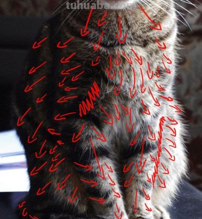 史上最全画猫大法，细枝末节都教清楚 - 图画吧TUHUABA