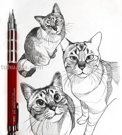 史上最全画猫大法，细枝末节都教清楚 - 图画吧TUHUABA