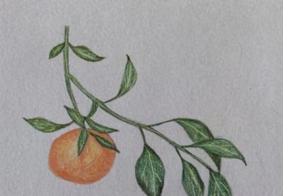 艺美彩铅画欣赏 - 图画吧TUHUABA