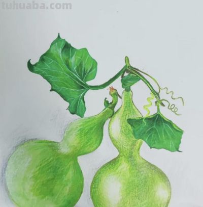 艺美彩铅画欣赏 - 图画吧TUHUABA