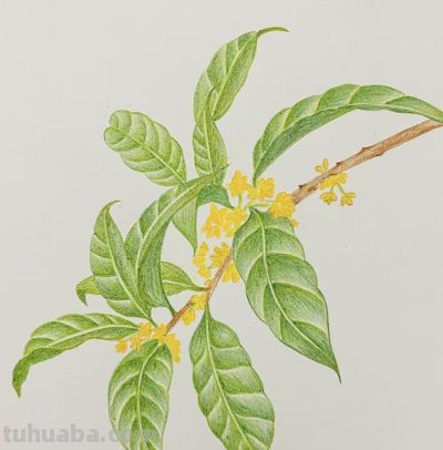 艺美彩铅画欣赏 - 图画吧TUHUABA