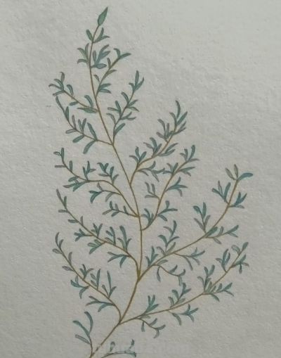 写实彩铅画欣赏 - 图画吧TUHUABA