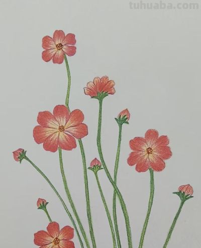 写实彩铅画欣赏 - 图画吧TUHUABA