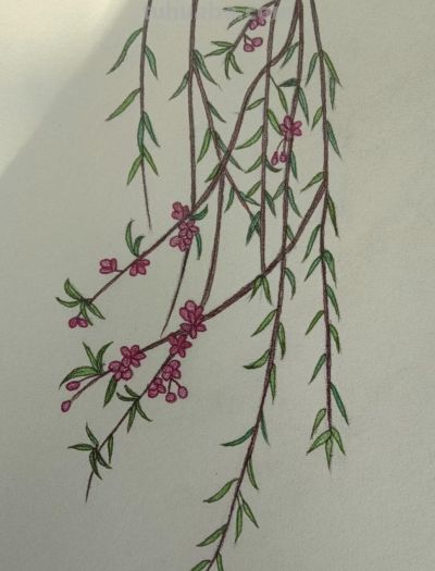 写实彩铅画欣赏 - 图画吧TUHUABA