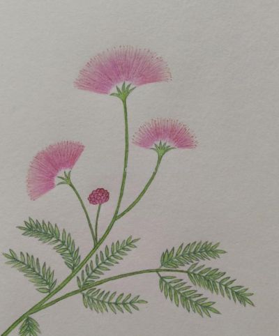 写实彩铅画欣赏 - 图画吧TUHUABA