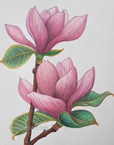 小众壁纸：彩铅画 - 图画吧TUHUABA