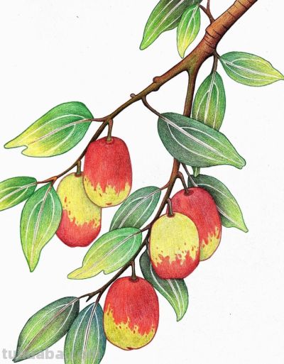 小众壁纸：彩铅画 - 图画吧TUHUABA