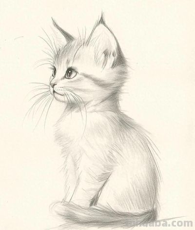 素描速写 猫咪 - 图画吧TUHUABA