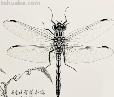 素描速写绘画｜绘尽万物，神韵自来 - 图画吧TUHUABA