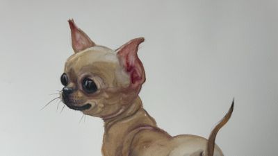 常海军动物系列：以水彩捕捉生灵微光 - 图画吧TUHUABA