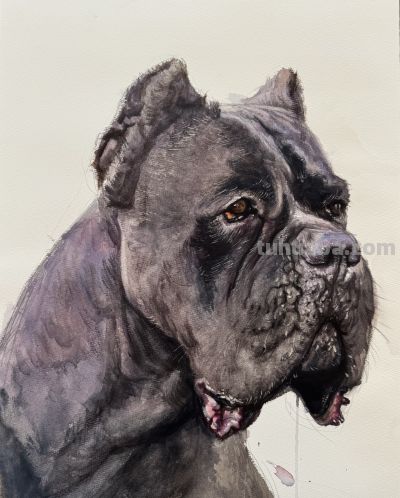 常海军动物系列：以水彩捕捉生灵微光 - 图画吧TUHUABA