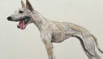 常海军动物系列：以水彩捕捉生灵微光 - 图画吧TUHUABA