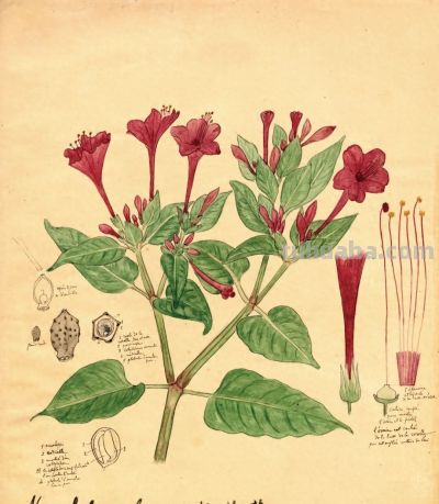 细说北疆博物院的植物科学画 - 图画吧TUHUABA