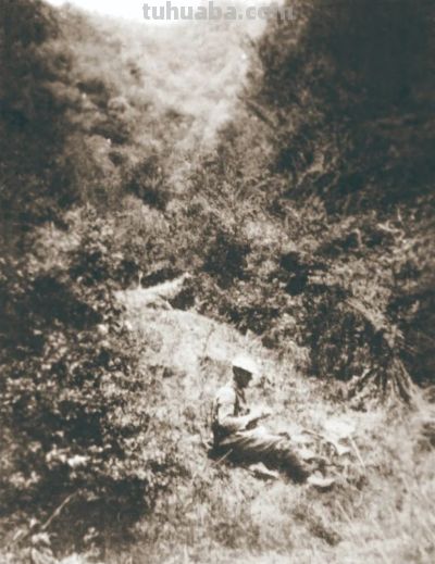 细说北疆博物院的植物科学画 - 图画吧TUHUABA