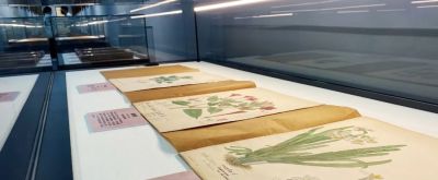 细说北疆博物院的植物科学画 - 图画吧TUHUABA