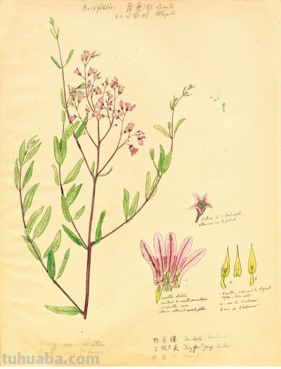 细说北疆博物院的植物科学画 - 图画吧TUHUABA