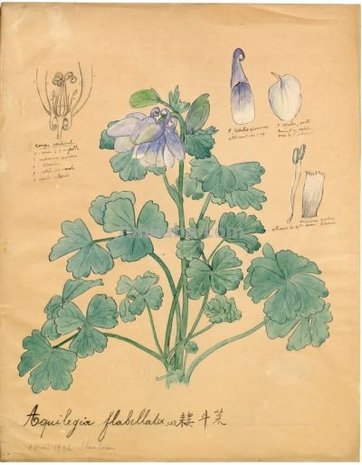 细说北疆博物院的植物科学画 - 图画吧TUHUABA