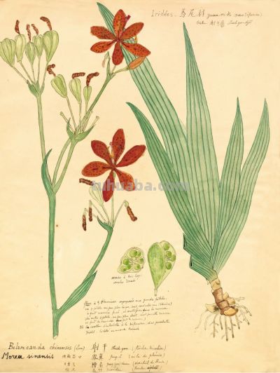 细说北疆博物院的植物科学画 - 图画吧TUHUABA