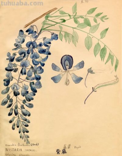 细说北疆博物院的植物科学画 - 图画吧TUHUABA