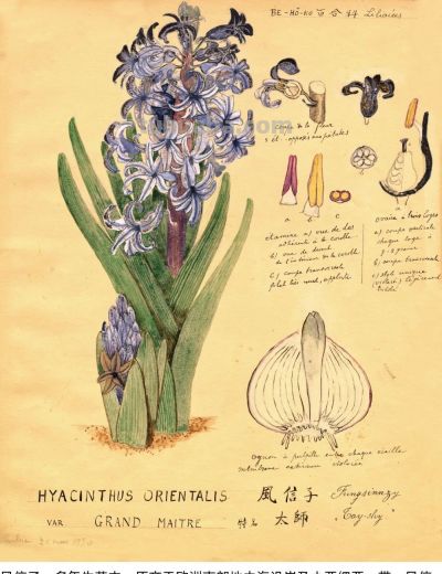 细说北疆博物院的植物科学画 - 图画吧TUHUABA